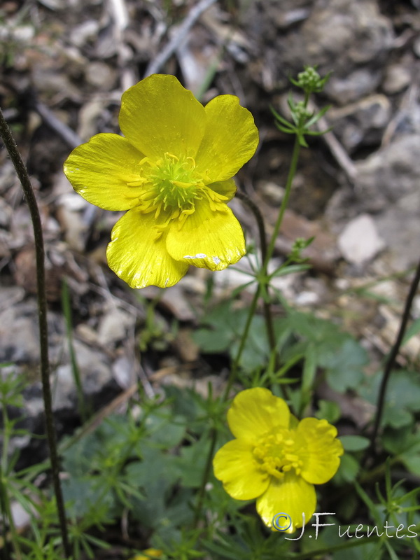 Ranunculus malessanus.13