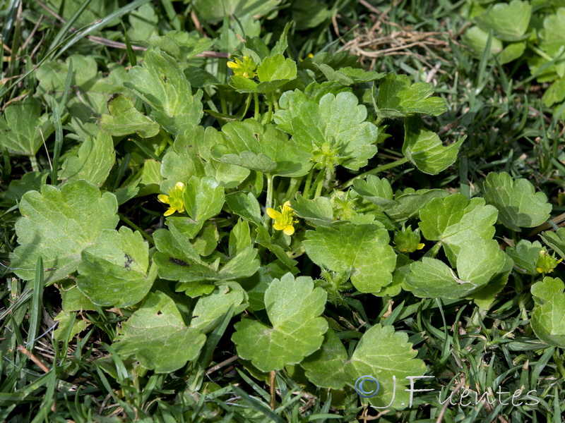 Ranunculus muricatus.12