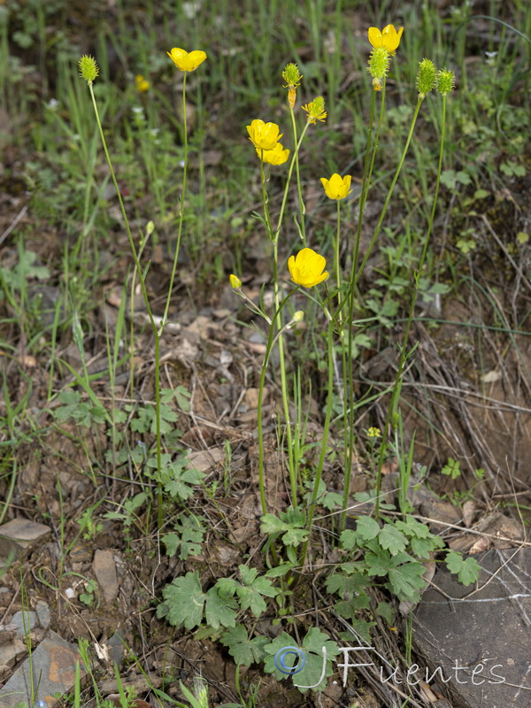 Ranunculus ollissiponensis ollissiponensis.02