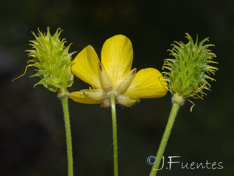 Ranunculus ollissiponensis ollissiponensis.03