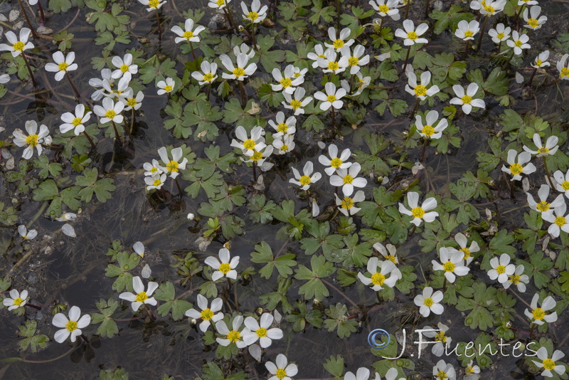 Ranunculus ololeucos.01