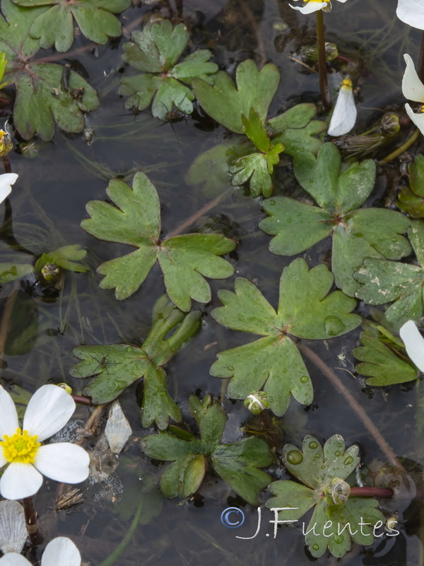 Ranunculus ololeucos.02