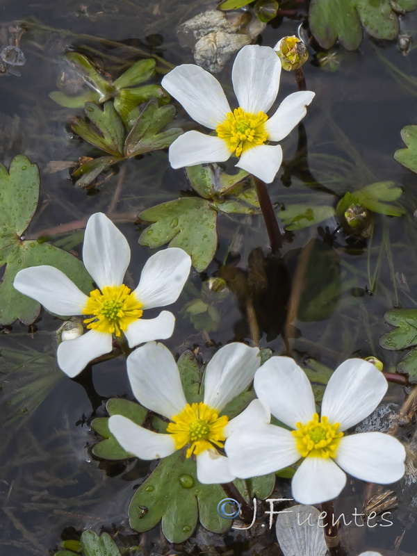 Ranunculus ololeucos.03