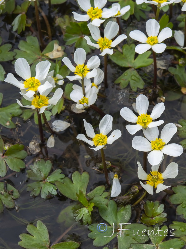 Ranunculus ololeucos.04