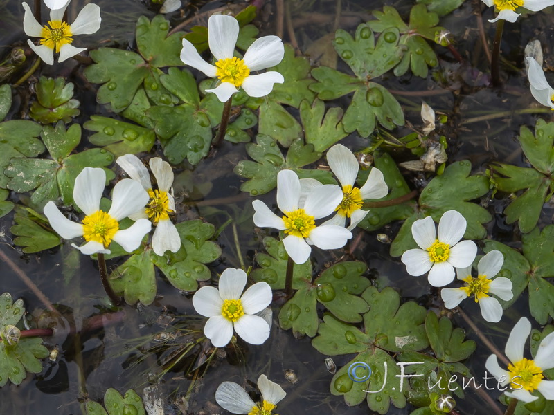 Ranunculus ololeucos.05