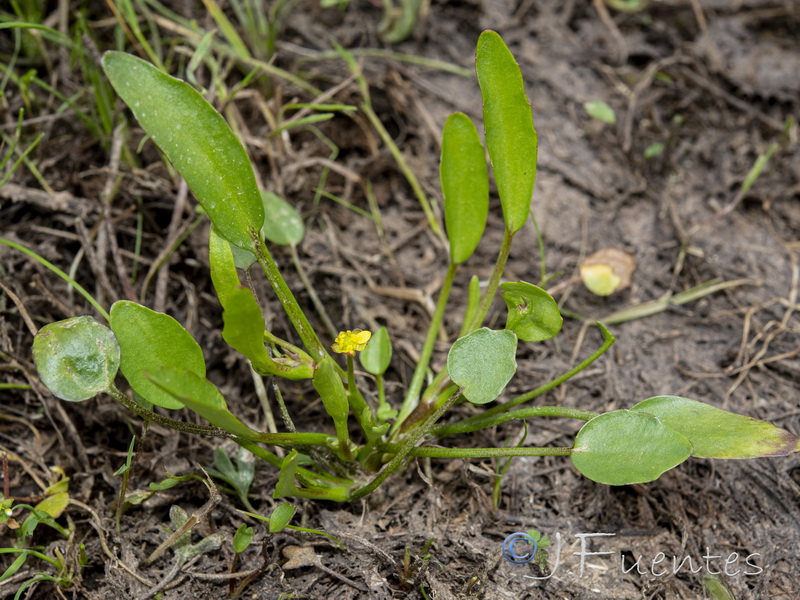 Ranunculus ophioglossifolius.06