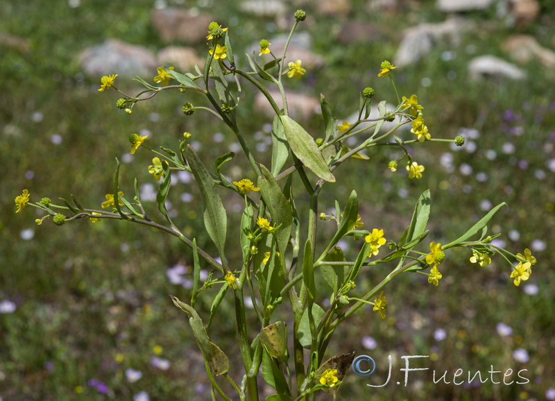 Ranunculus ophioglossifolius.07