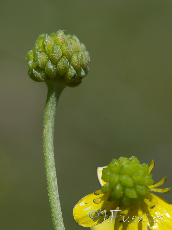 Ranunculus ophioglossifolius.08
