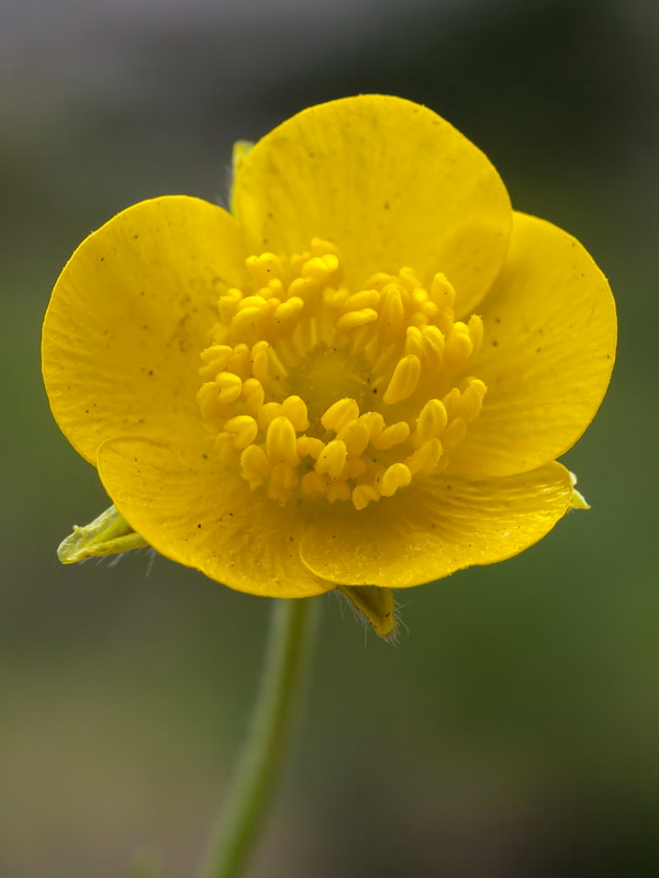Ranunculus paludosus.06