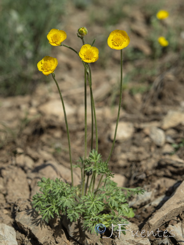 Ranunculus paludosus.12