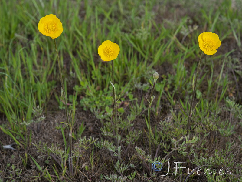 Ranunculus paludosus.01