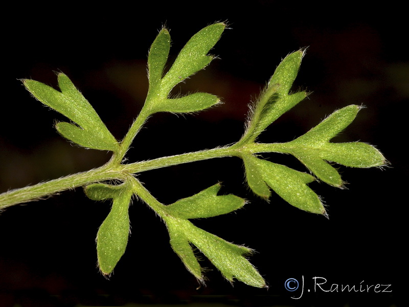 Ranunculus paludosus.16