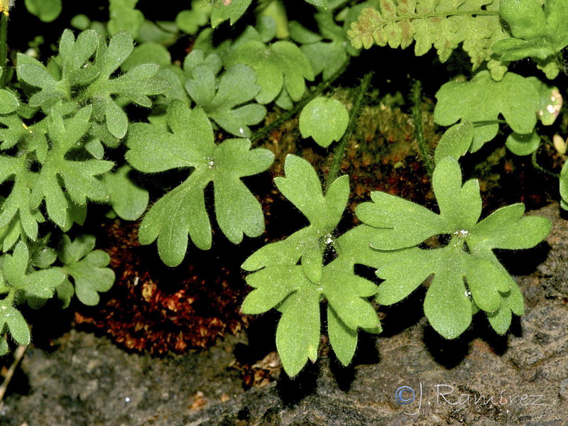 Ranunculus paludosus.02