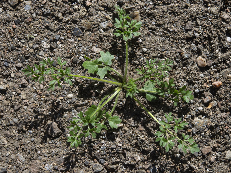 Ranunculus paludosus.19