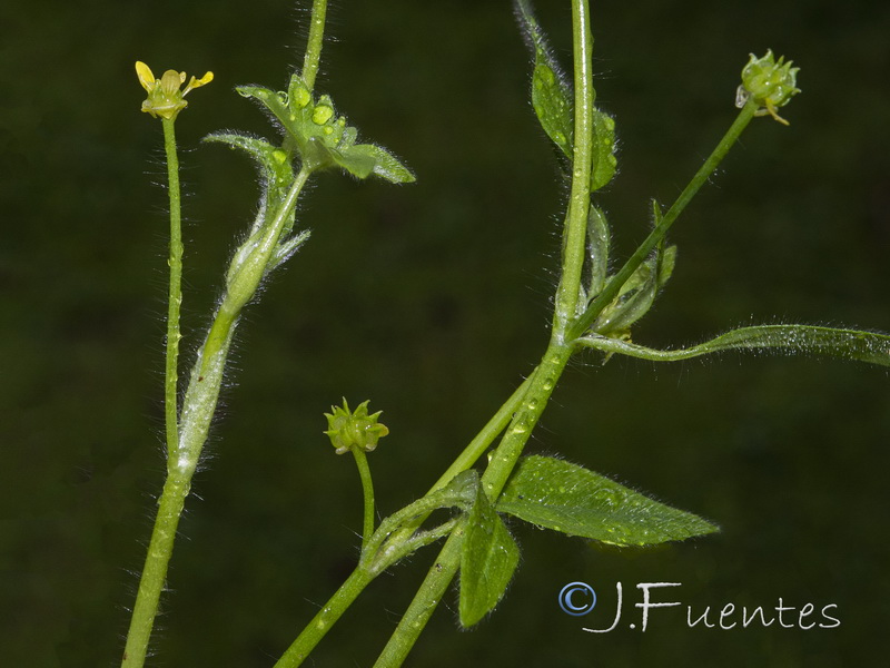 Ranunculus parviflorus.01