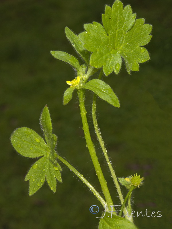 Ranunculus parviflorus.02