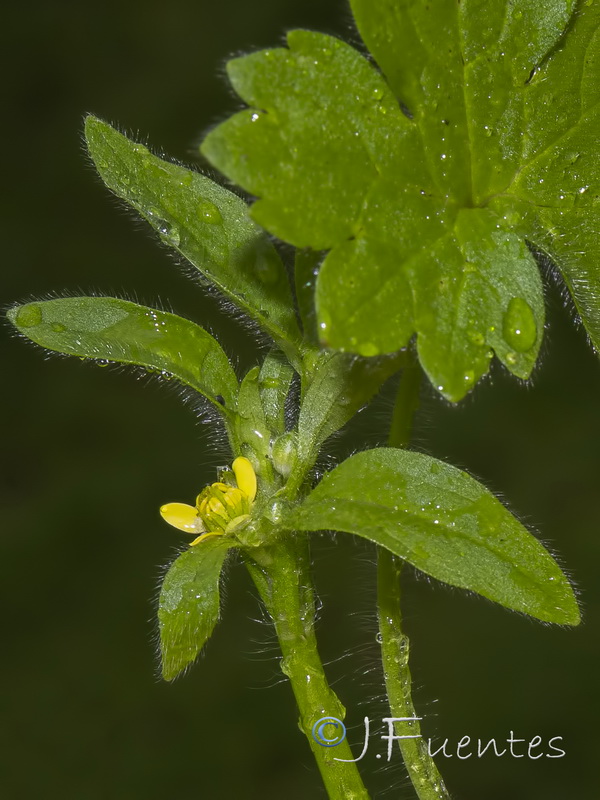 Ranunculus parviflorus.03