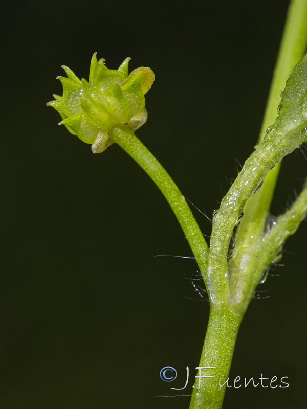 Ranunculus parviflorus.04