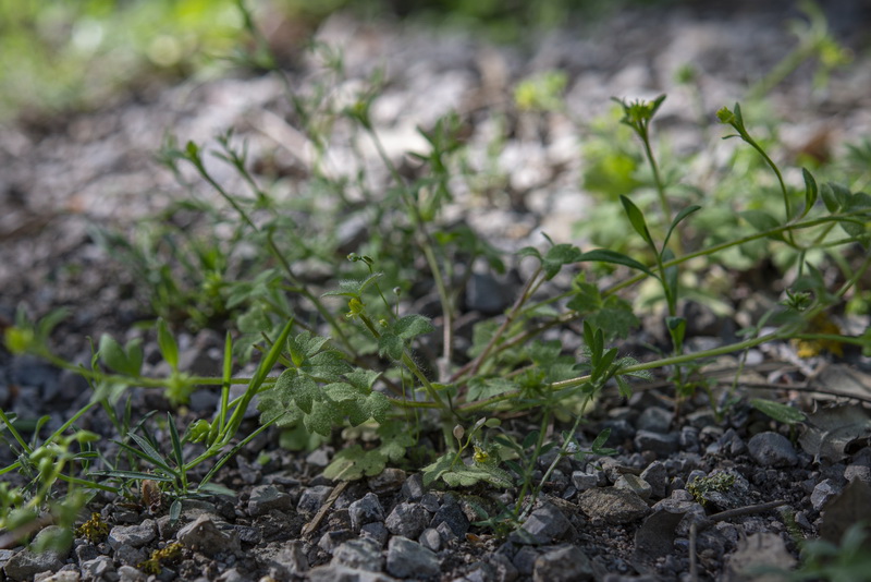 Ranunculus parviflorus.06