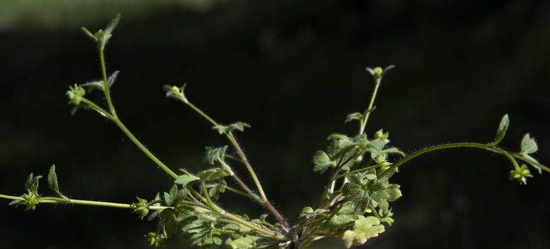 Ranunculus parviflorus.07