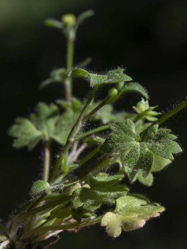 Ranunculus parviflorus.08