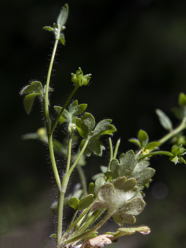 Ranunculus parviflorus.10