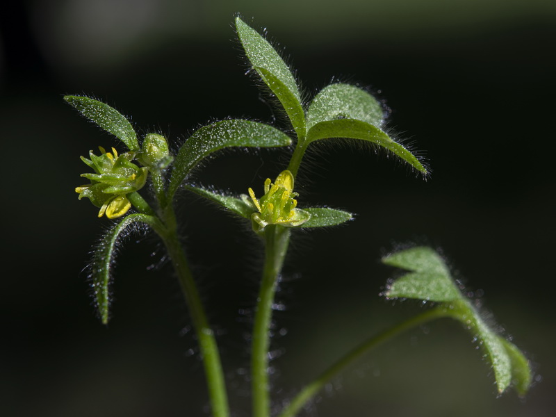 Ranunculus parviflorus.11