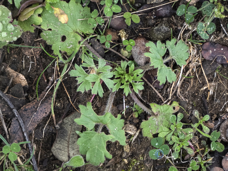 Ranunculus parviflorus.13