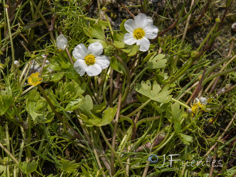 Ranunculus peltatus baudotii.01