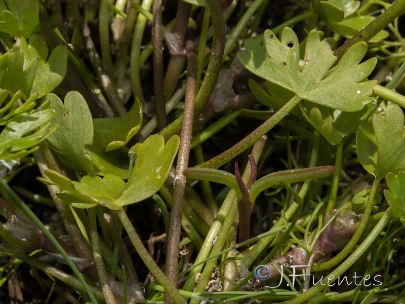 Ranunculus peltatus baudotii.02