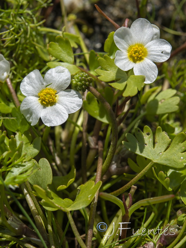 Ranunculus peltatus baudotii.03