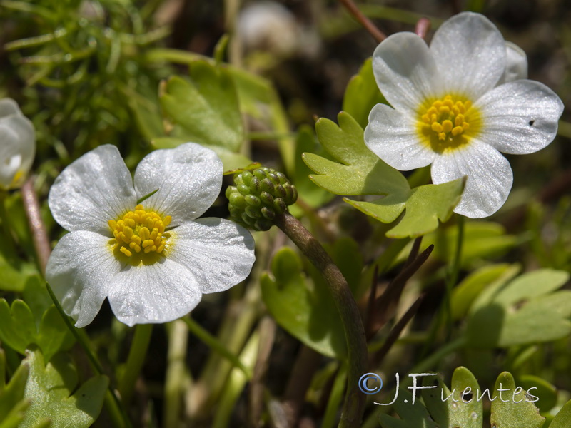 Ranunculus peltatus baudotii.04