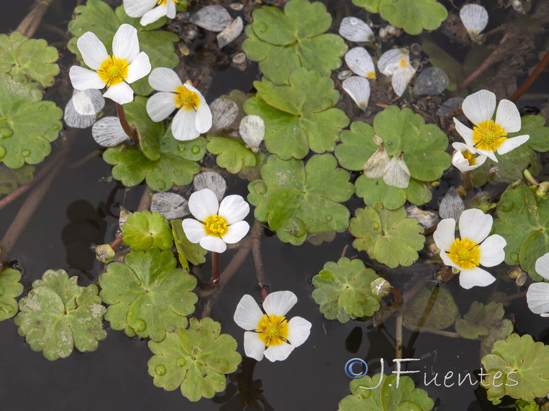 Ranunculus peltatus peltatus.04