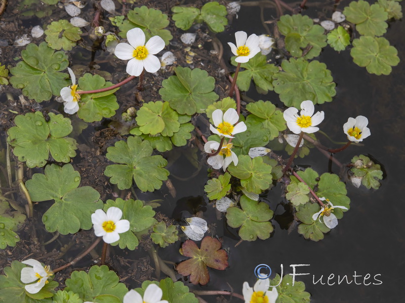 Ranunculus peltatus peltatus.05