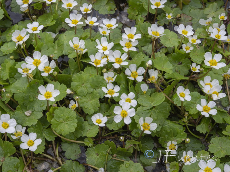 Ranunculus peltatus peltatus.06