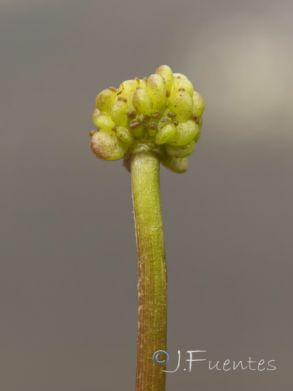 Ranunculus peltatus peltatus.07