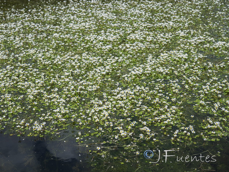 Ranunculus penicillatus.01
