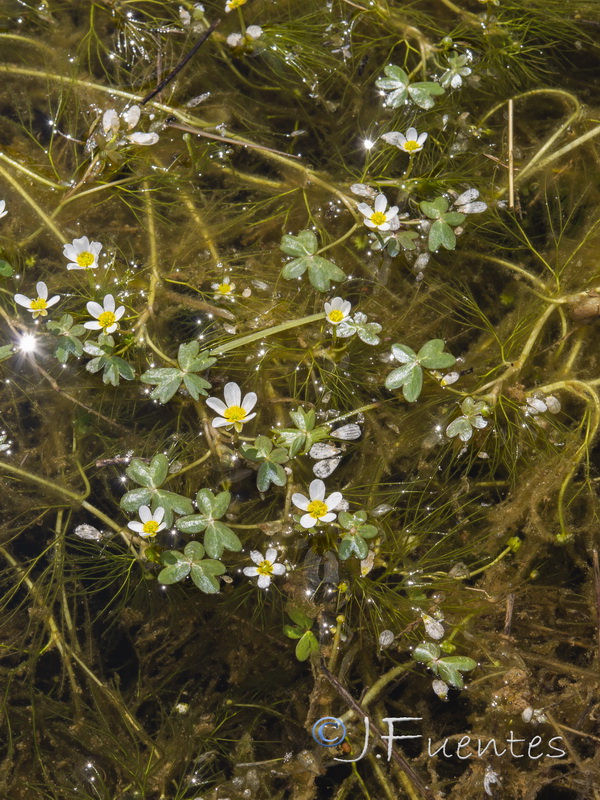 Ranunculus penicillatus.02