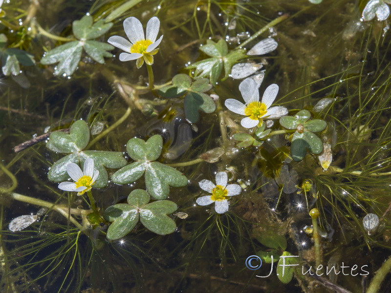 Ranunculus penicillatus.03