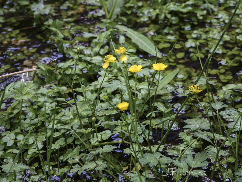 Ranunculus repens.01