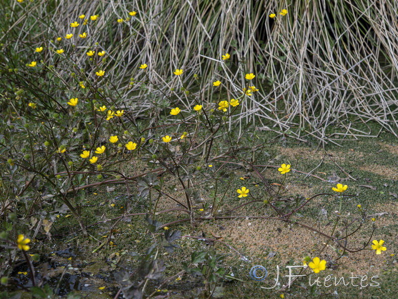 Ranunculus repens.04