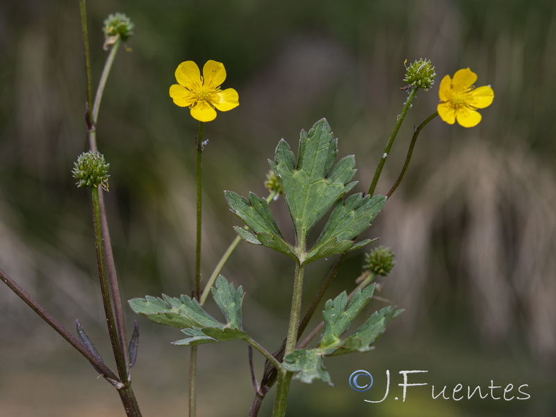 Ranunculus repens.02