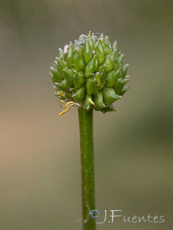 Ranunculus repens.06