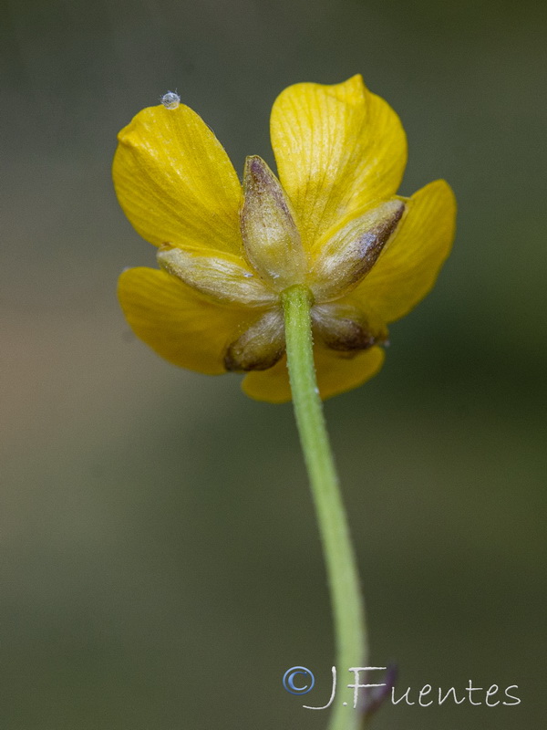 Ranunculus repens.07