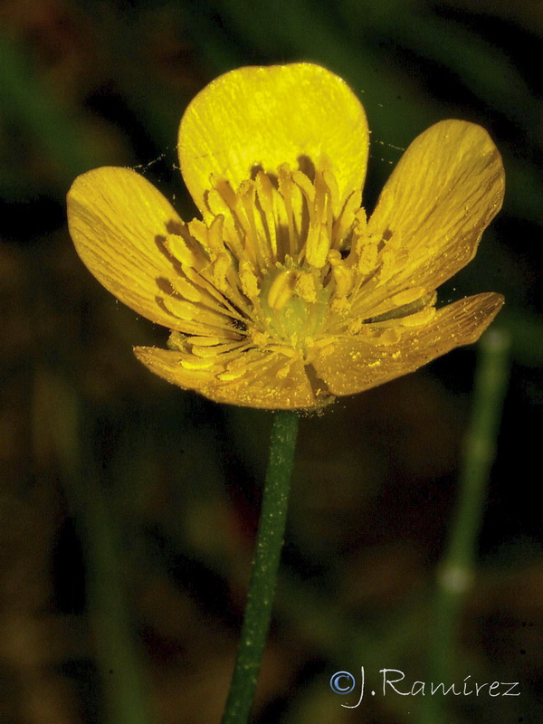 Ranunculus repens.11