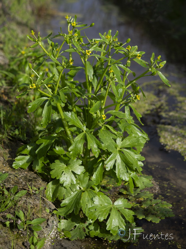 Ranunculus sceleratus.07