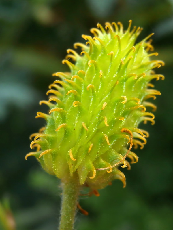 Ranunculus spicatus blepharicarpos.20