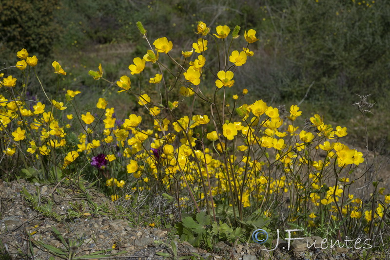 Ranunculus spicatus blepharicarpos.22