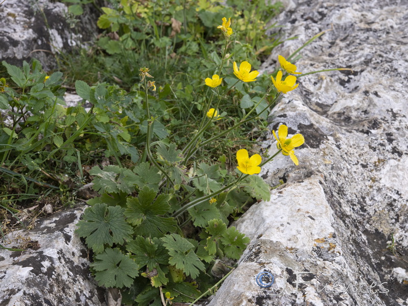 Ranunculus spicatus blepharicarpos.23