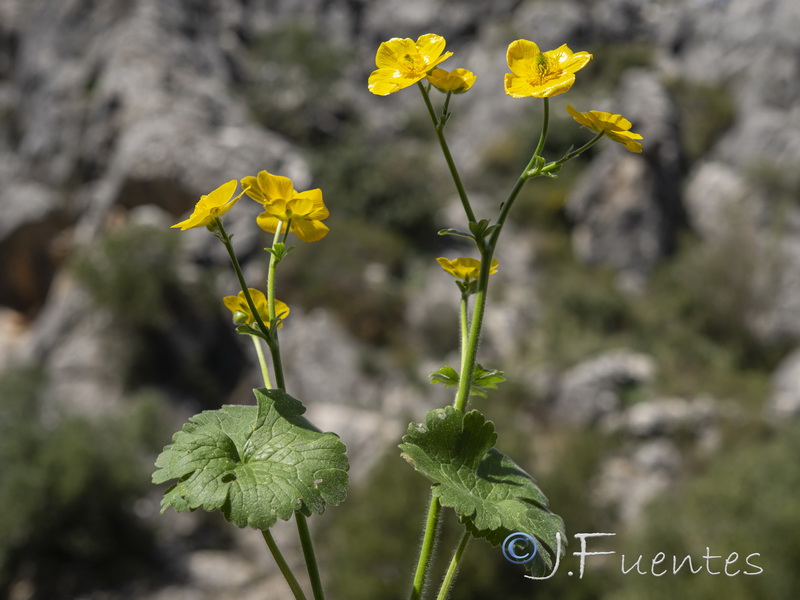 Ranunculus spicatus blepharicarpos.24